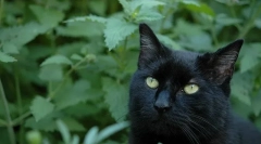 Мачка нане: штета или корист?